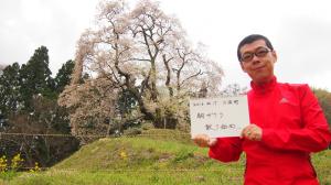 川俣町の駒ザクラ