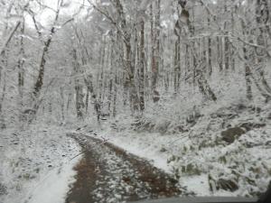 12月の上旬にしてこの銀色の世界