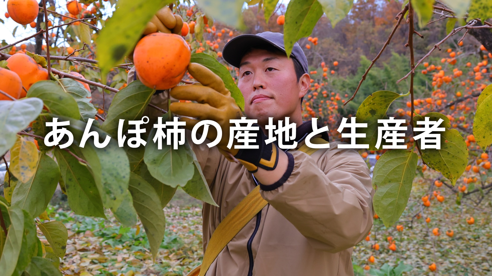 /w4/engeijin/ふくしま産あんぽ柿の産地と生産者