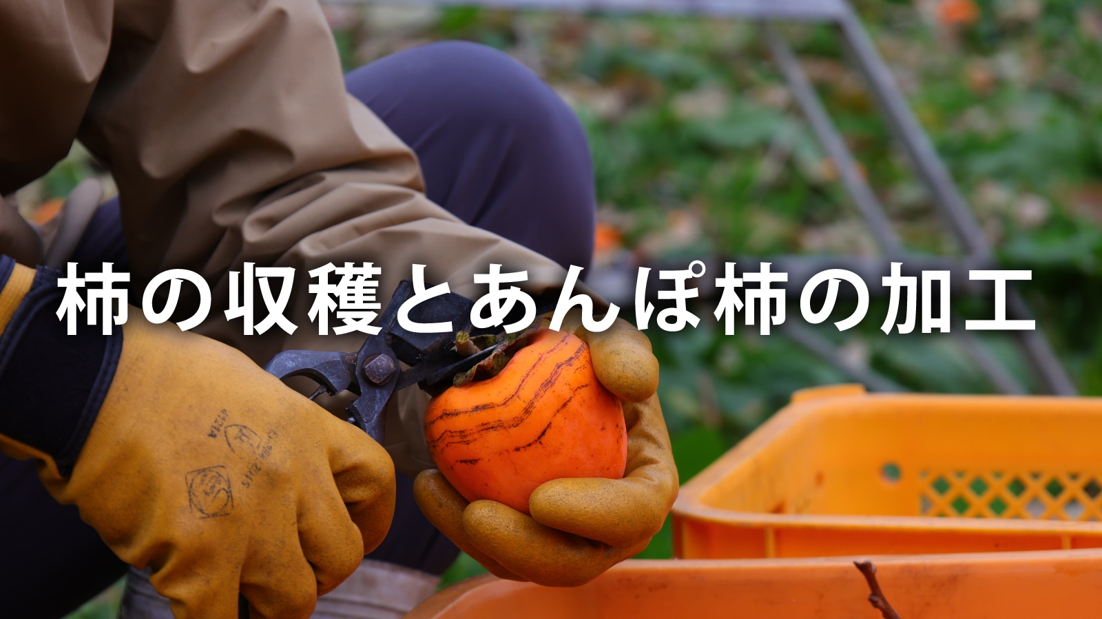 /w4/engeijin/ふくしま産あんぽ柿の収穫とあんぽ柿の加工