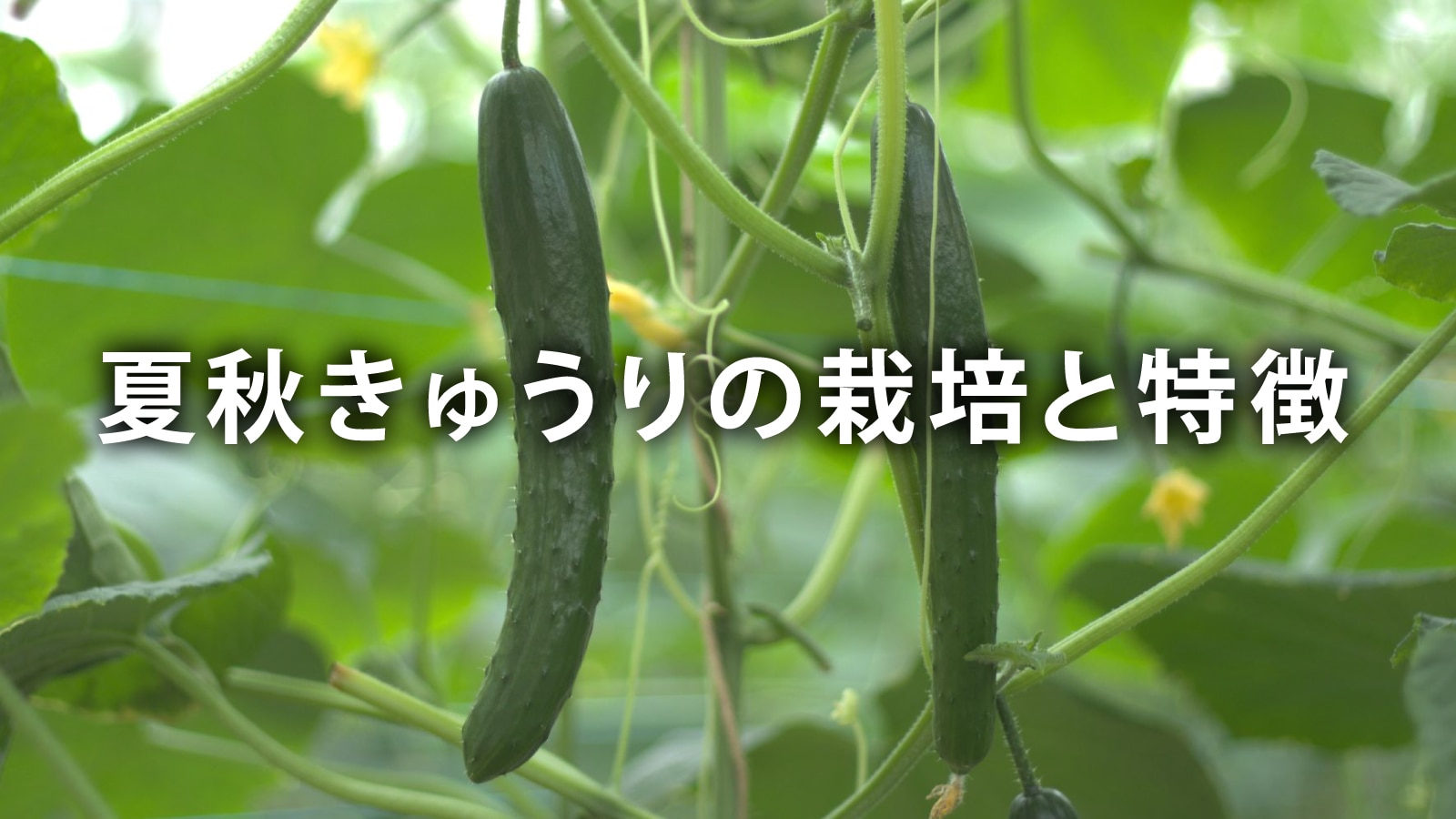 /w4/engeijin/ふくしま産夏秋きゅうりの栽培と特徴