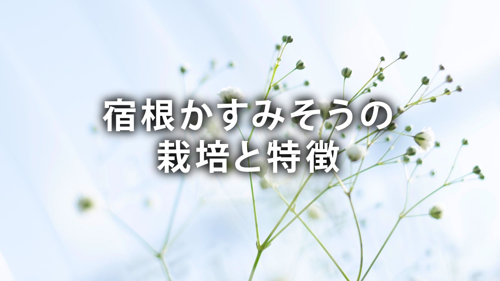 /w4/engeijin/宿根かすみそうの栽培と特徴