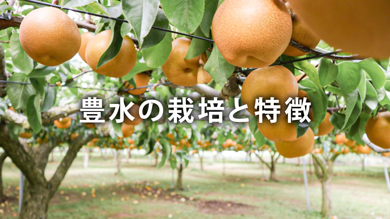 /w4/engeijin/ふくしま産豊水の栽培と特徴