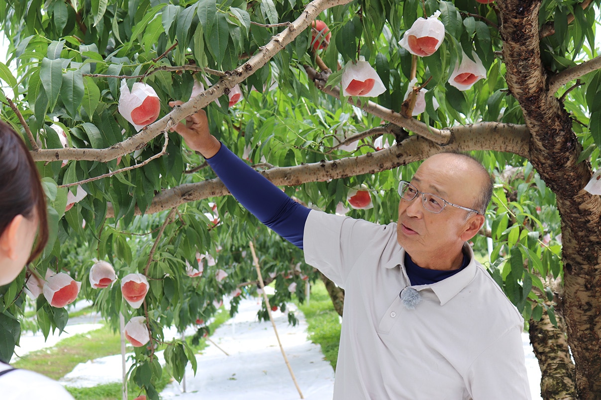川中島白桃の栽培と特徴