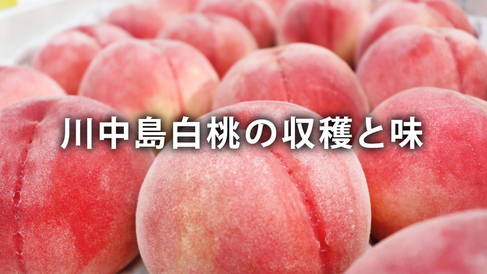 /w4/engeijin/ふくしま産川中島白桃の収穫と味
