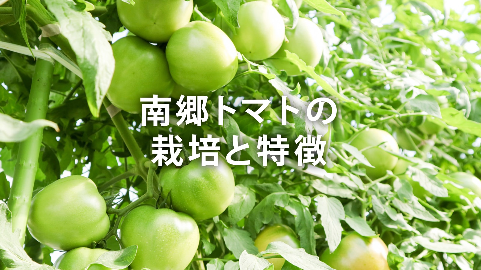 /w4/engeijin/南郷トマトの栽培と特徴