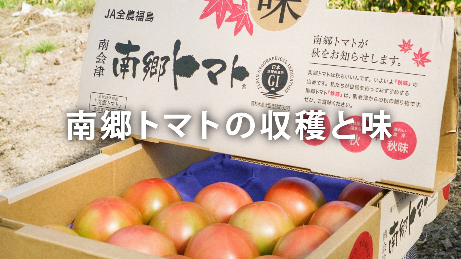 /w4/engeijin/南郷トマトの収穫と味