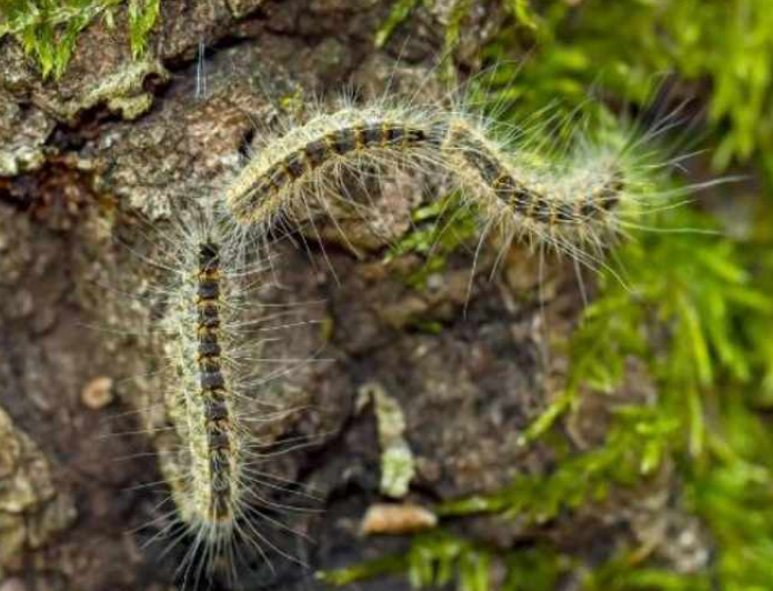 ドクガ類の毛虫(ケムシ)