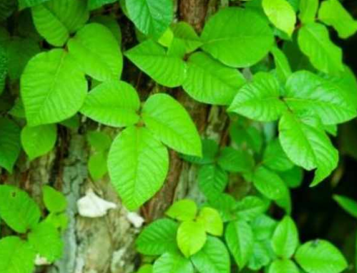 ツタウルシ・ヤマウルシ