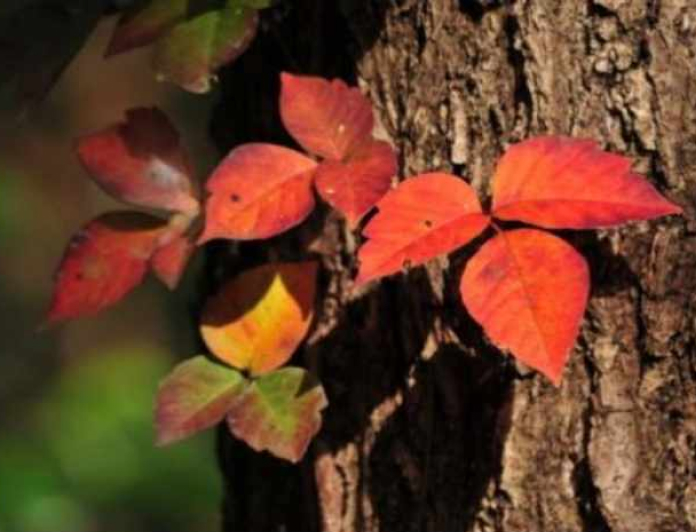 ツタウルシ・ヤマウルシ