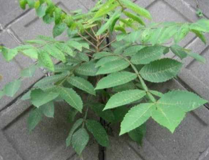 ヌルデ(写真：青葉)