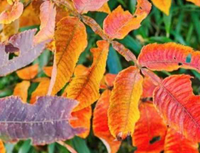 ヌルデ(写真：紅葉)