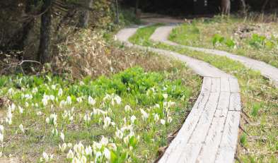 花々の群落が広がる大江湿原